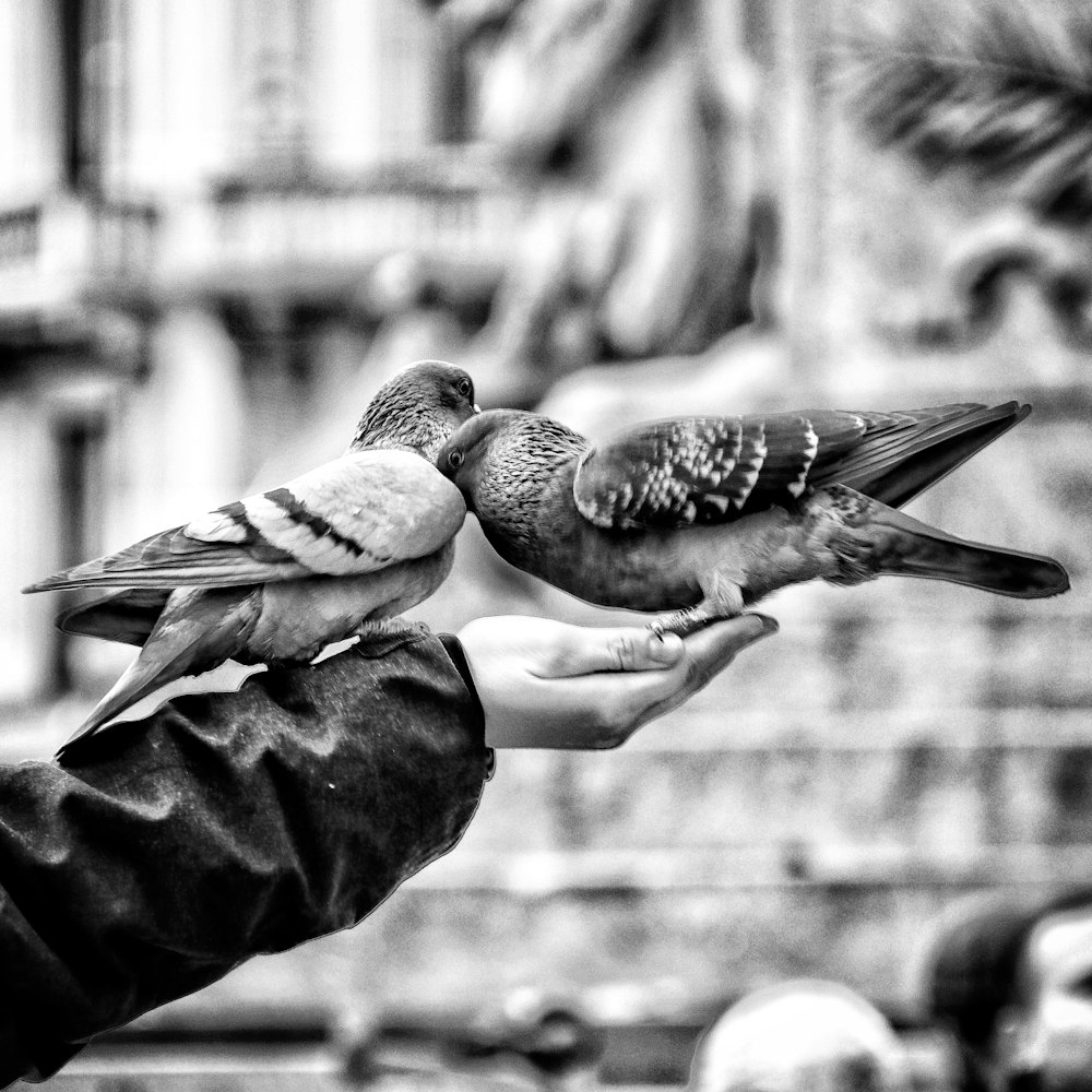 deux pigeons sur la personne et