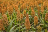 A field of sorghum with dense, rust-colored seed heads topping tall green stalks. The plants are closely grown, filling the image with their rusty hues and lush green leaves.