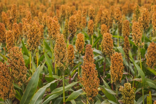 Farmers tending to rows of sorghum plants under a bright Sudanese sun.