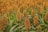 A field of sorghum with dense, rust-colored seed heads topping tall green stalks. The plants are closely grown, filling the image with their rusty hues and lush green leaves.