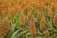 A field of sorghum with dense, rust-colored seed heads topping tall green stalks. The plants are closely grown, filling the image with their rusty hues and lush green leaves.