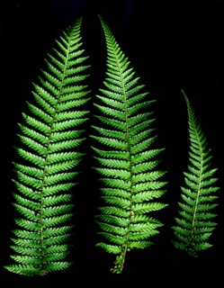 three green fern leaves