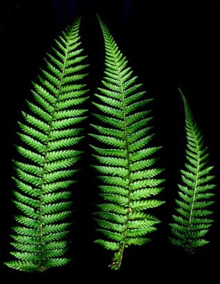 three green fern leaves