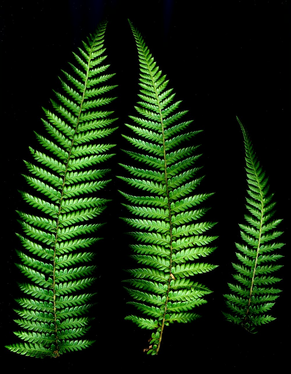 três folhas verdes de samambaia