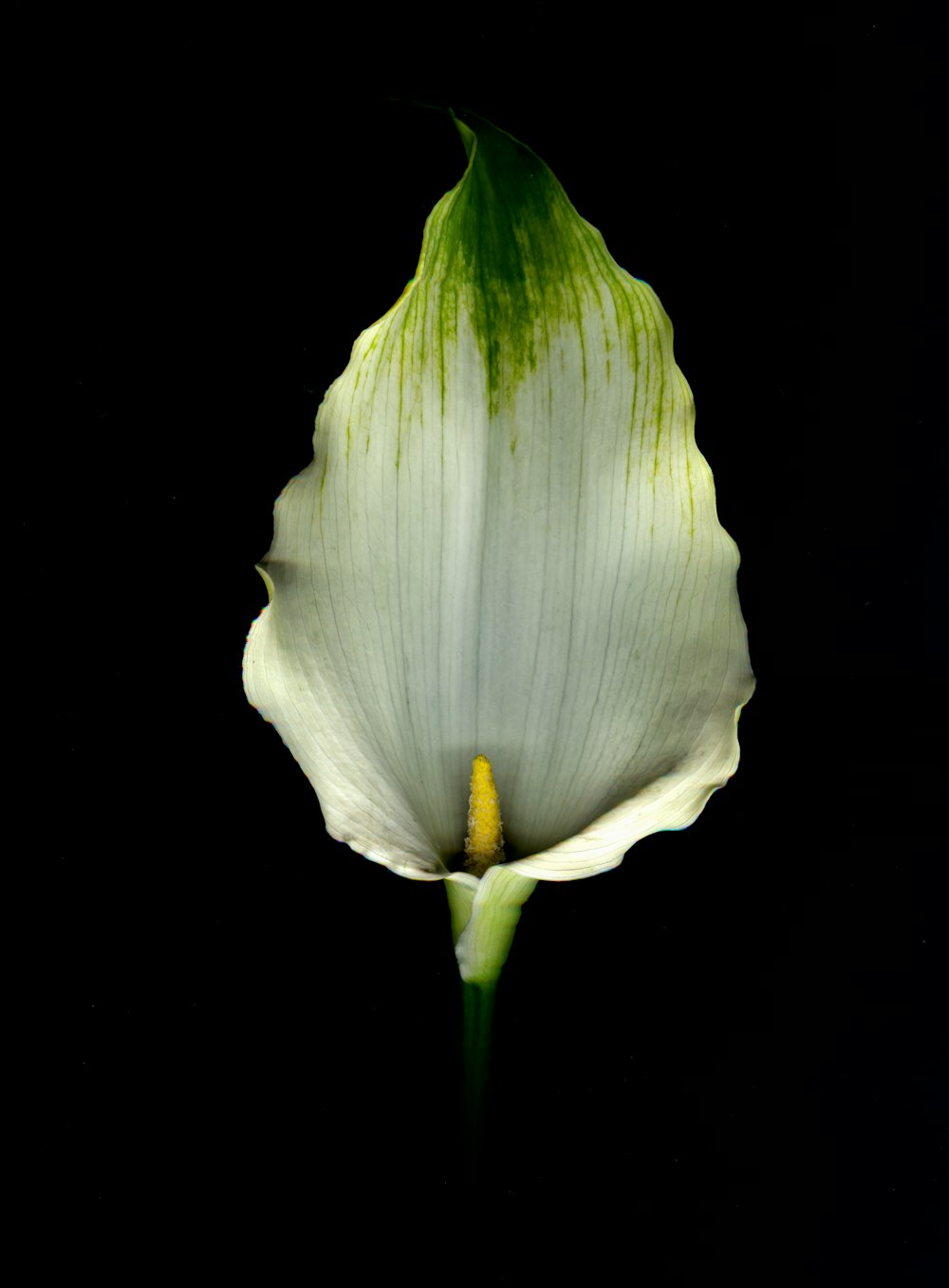 photo en gros plan de dentelle blanche et verte