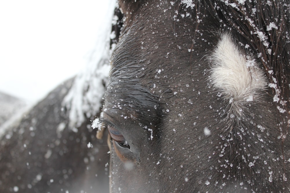 close-up photo of cow