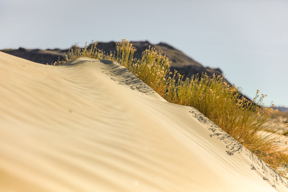 low angle photography of yellow plants on sand