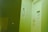 A white door with a sign reading 'STAFF ONLY' partially open next to an eye chart poster mounted on the wall. The room has a visible yellowish-green hue. The eye chart has large letters starting with 'E' at the top, diminishing in size.