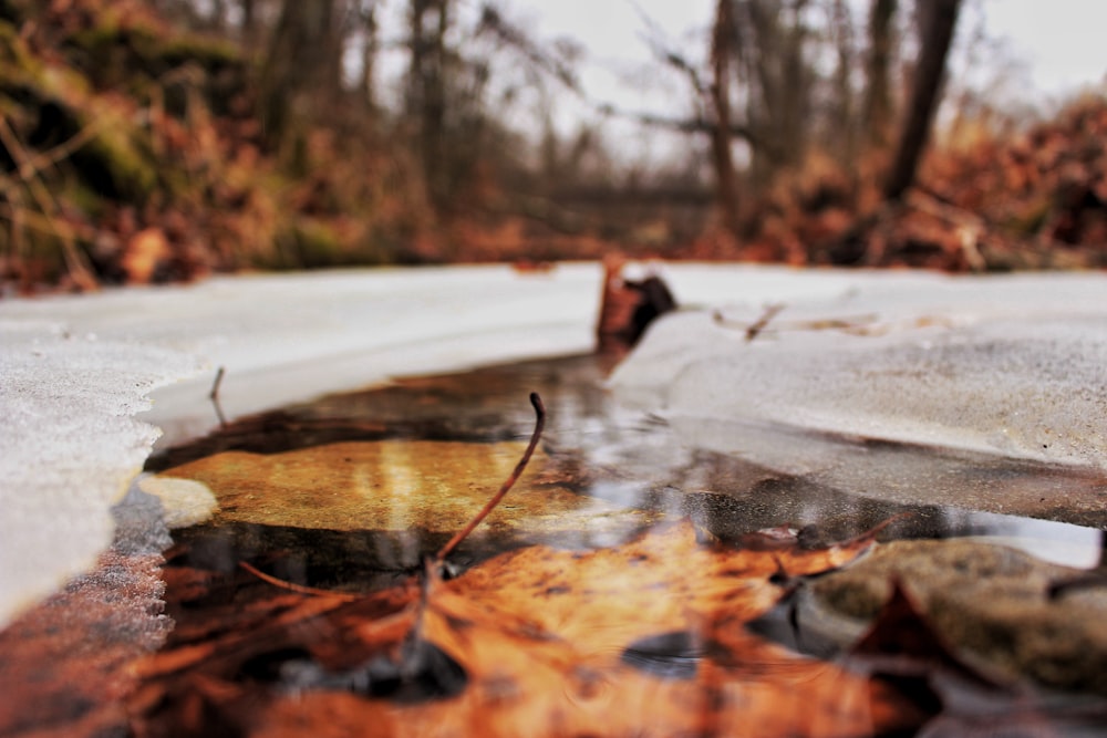 selective focus photography of maple leaf