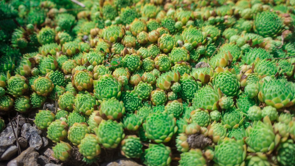 Fotografía macro de suculentas verdes