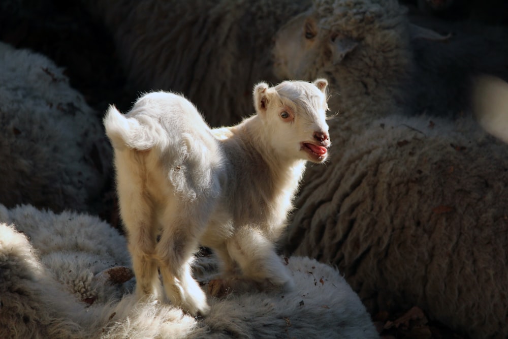 white kid goat on focus photo