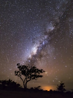 silhouette photo of tree with milky way background