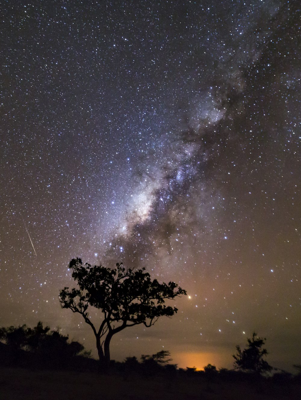 silhouette photo of tree with milky way background