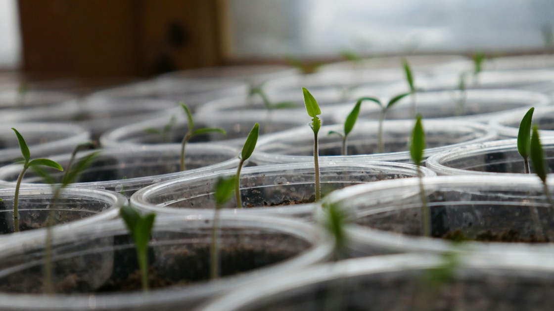 How to Harden Off Seedlings Before Moving Them Outside — step-by-step visual example