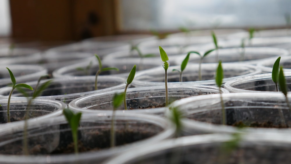 green leafed sprouts