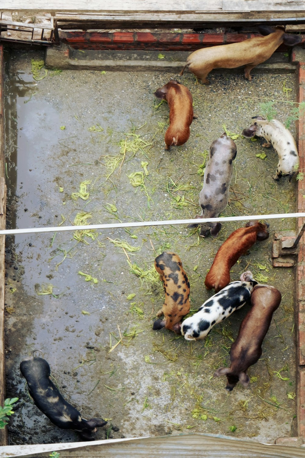 animales de colores variados en la cerca