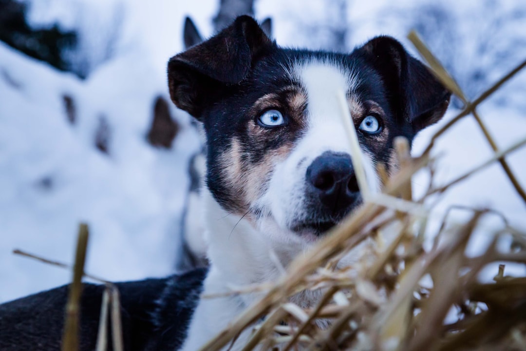 dog near bush