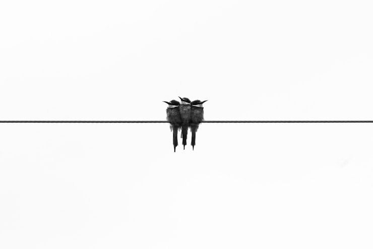 Birds of a feather