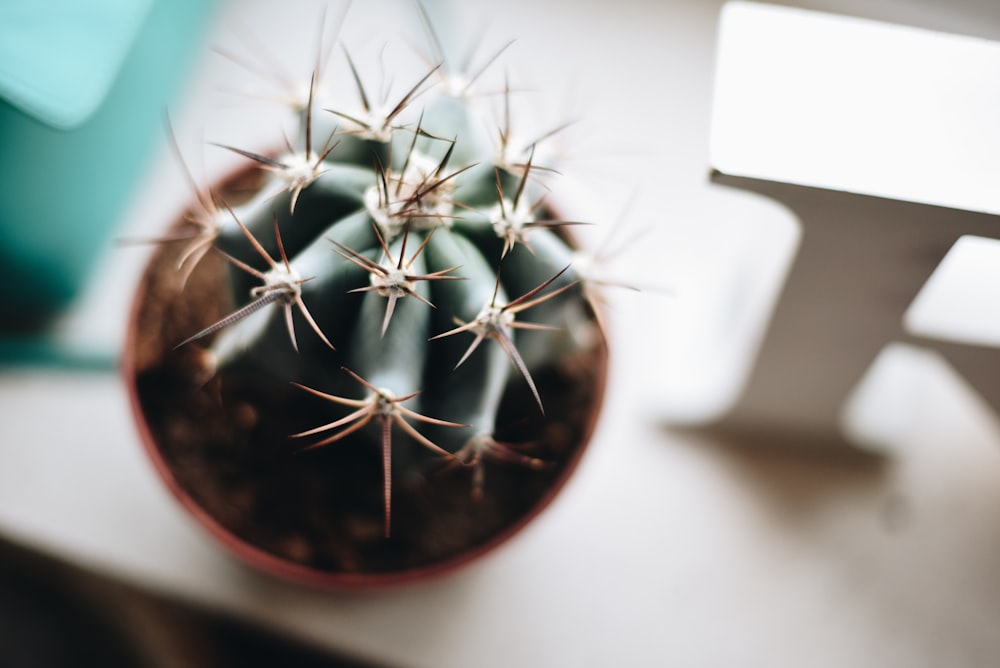 Photo de mise au point sélective d’une plante de cactus