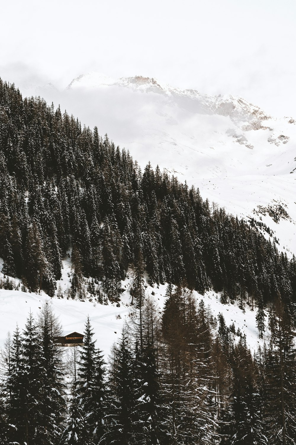 trees on snow field