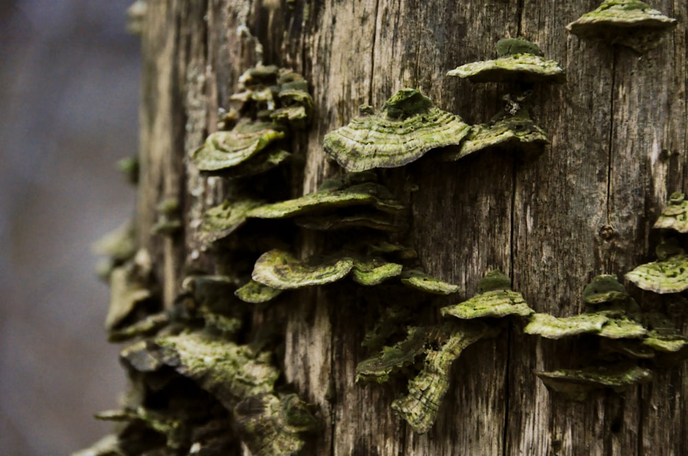green fungi