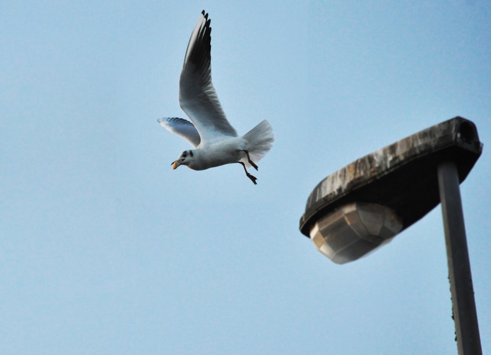 gray and black albatross flying over brown and black lamp post during daytime low-angle photo