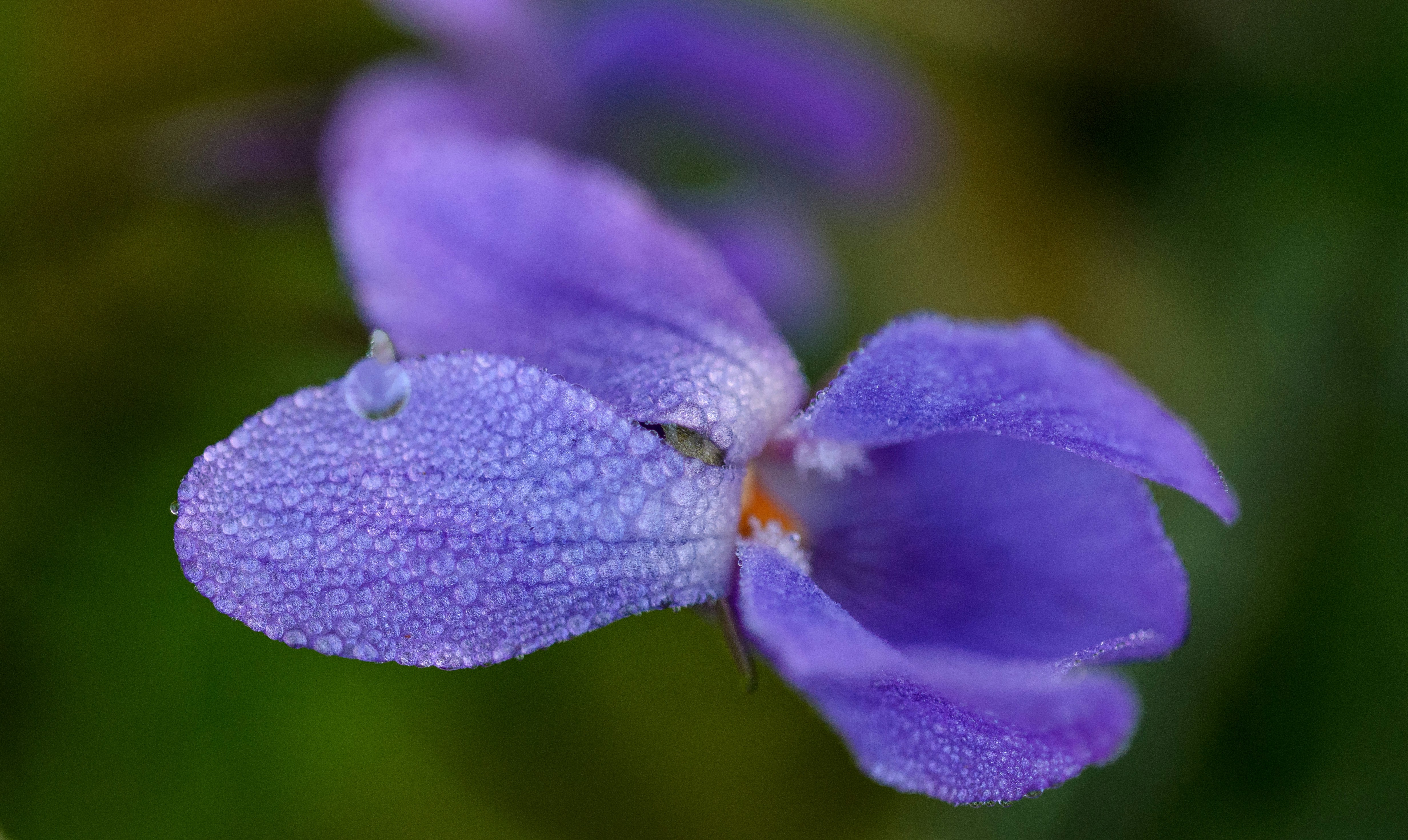 牵牛的夏天，牵牛的夏天全集免费观看