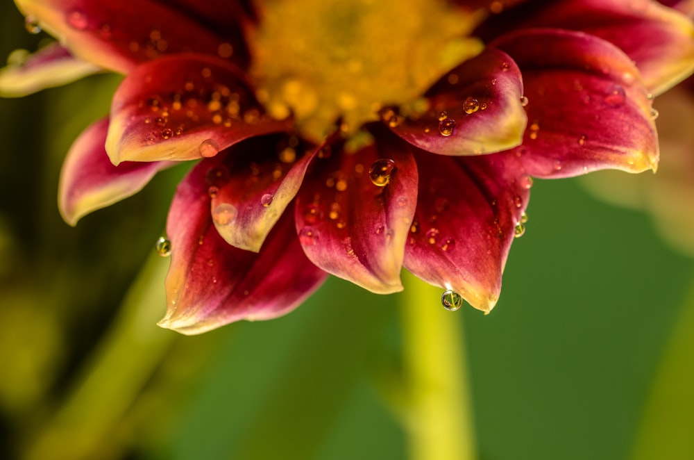 yellow and red flower petals in macro shot photography