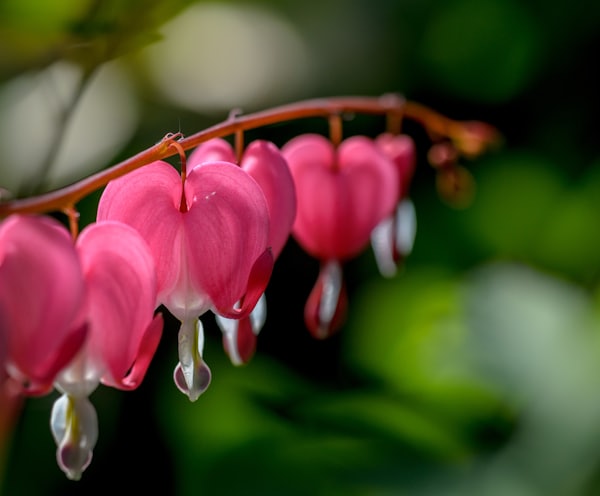 red bleeding heart flower selective focus photography