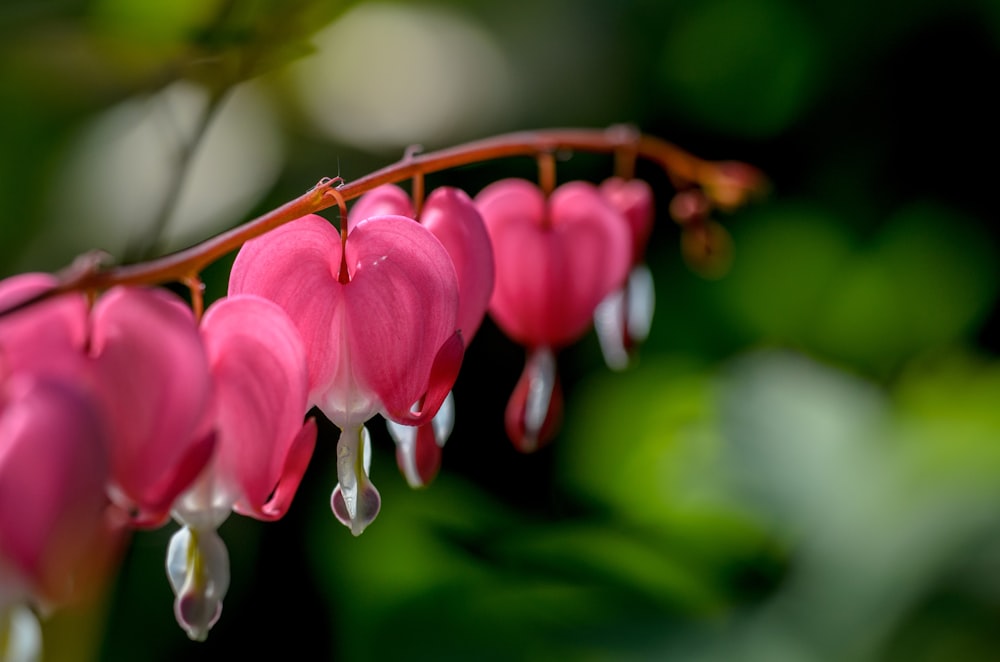 red bleeding heart flower selective focus photography