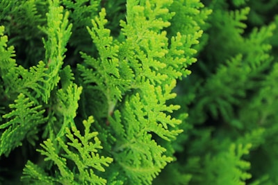 Close-up of vibrant green cedar leaves with intricate, feathery textures and a lush appearance. The foliage is densely packed, conveying a sense of freshness and vitality.
