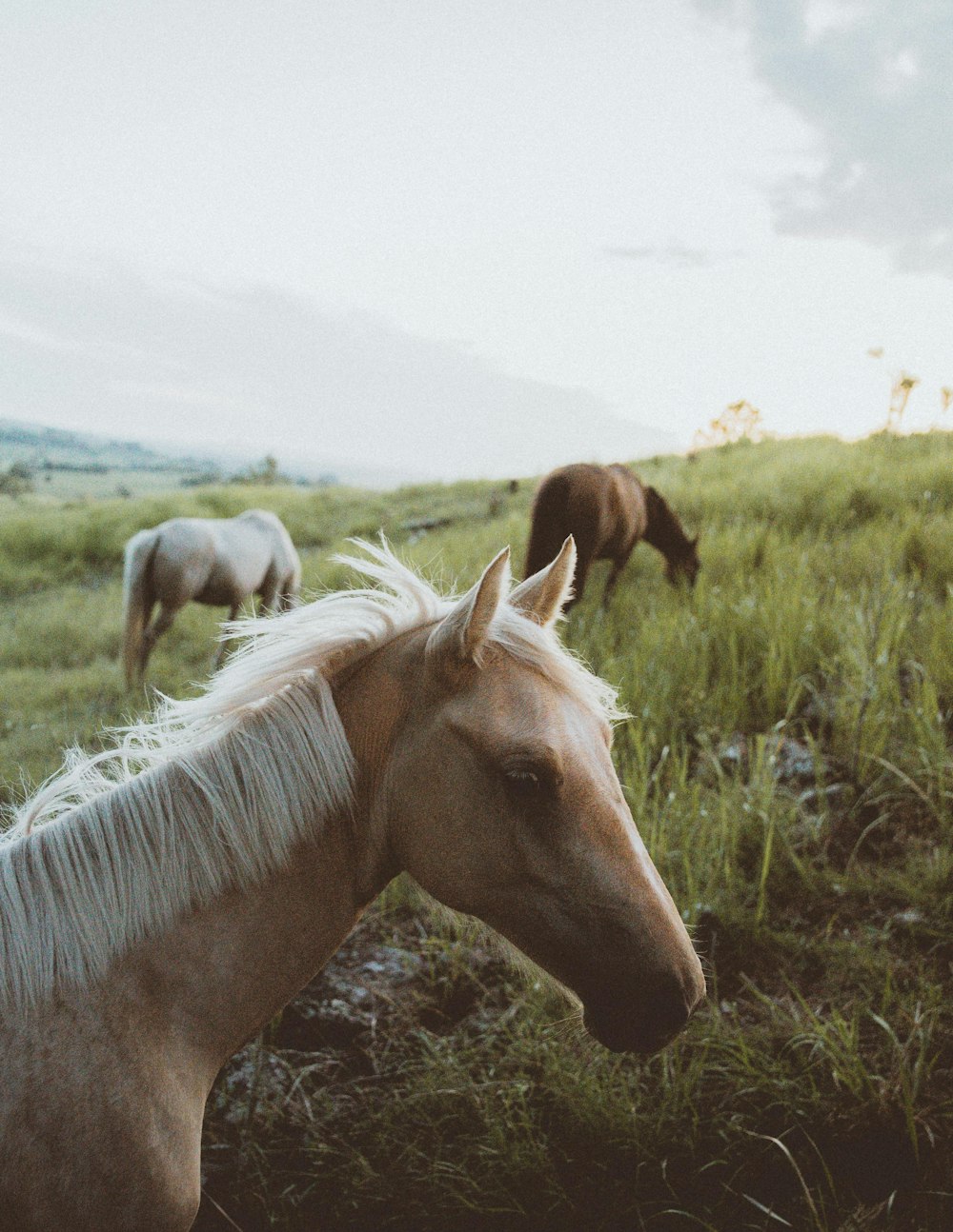 Fotografía con lente de desplazamiento inclinable de la manada de caballos en los pastizales durante el día