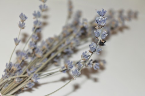 Close-up of lavender sprigs intertwined with eucalyptus leaves.