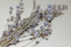 Sicilian Lavender Essential Oil