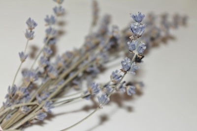 A close-up view of several lavender sprigs lying on a flat surface. The delicate flowers are a soft purple color, with slender greenish-gray stems stretching outward. The background is a simple, neutral tone that enhances the contrast of the lavender's subtle hues.