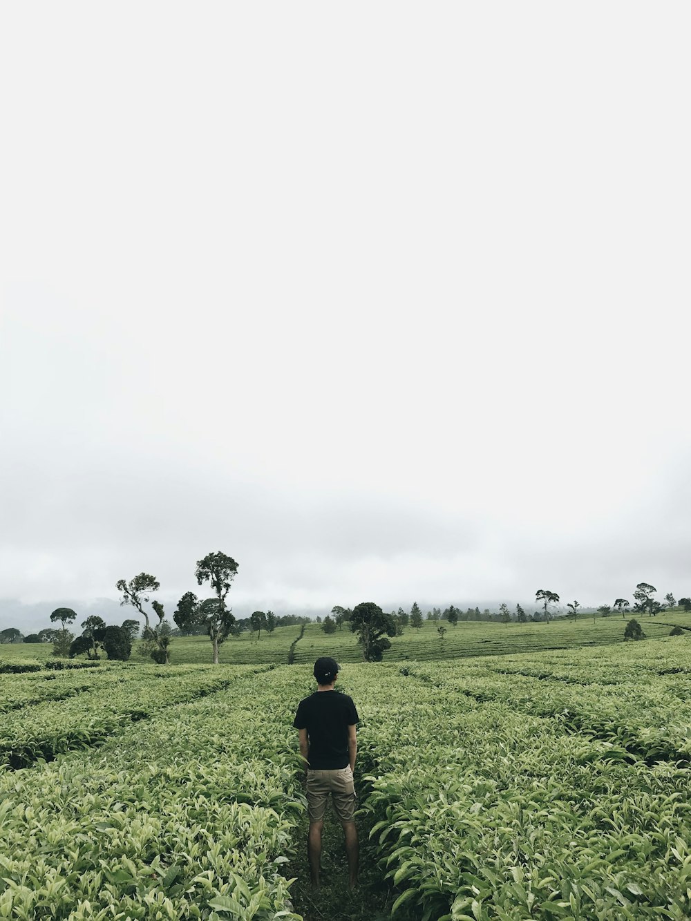 man standing in the middle of plant field