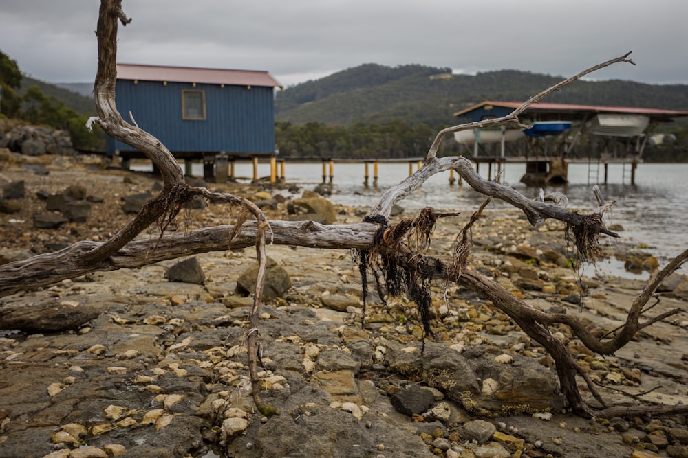 Árbol desnudo cerca del cuerpo de agua durante el día