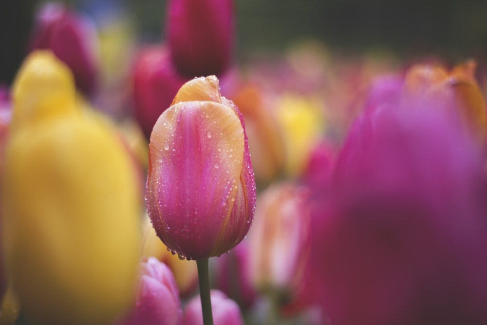 pink and yellow tulips in bloom during daytime