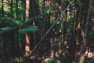 A dense forest in the Eastern Ghats with sunlight filtering through the canopy, highlighting the rich biodiversity.