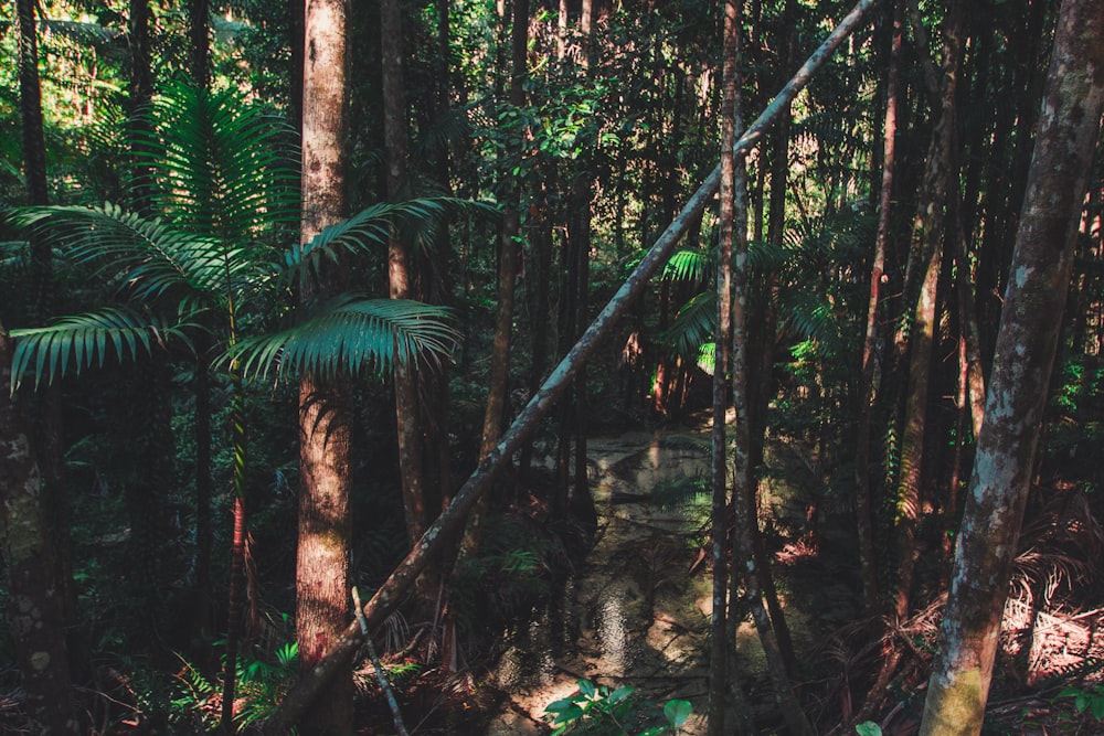 green trees on forest during daytime