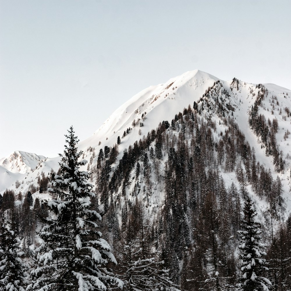 mountain covered with snow and surrounded with trees