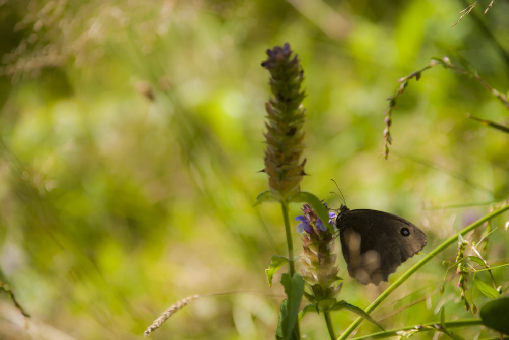 brown butterfly on flower