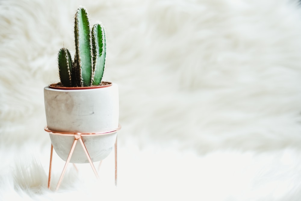 potted green cactus