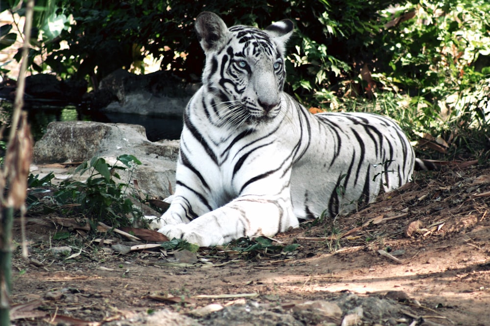 albino bengal tiger lying on ground near green plant