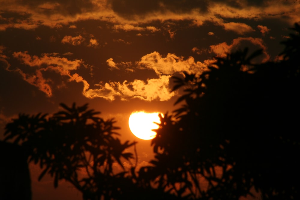 夕暮れ時の木々のシルエット写真