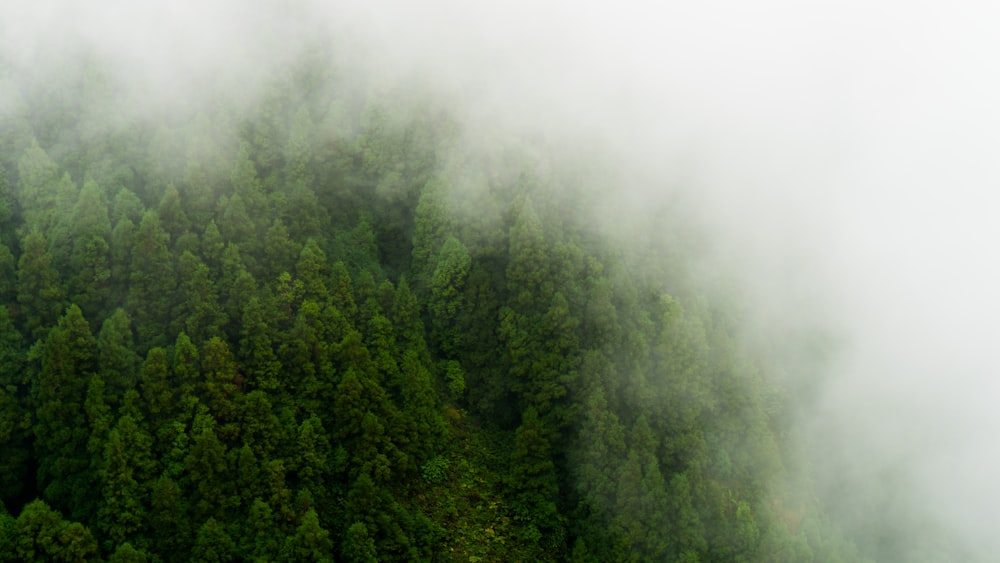 aerial photo of green trees