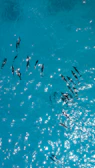 Close-up of dolphins swimming alongside a speeding boat in clear blue waters