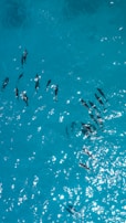 A group of dolphins swimming together in clear, bright turquoise water. The sunlight reflects off the surface, creating a sparkling effect.