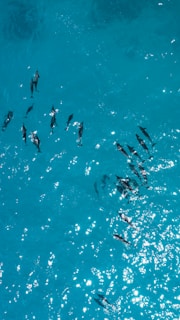 aerial photography of black dolphins