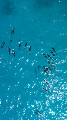 aerial photography of black dolphins